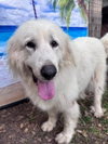 Boaz, bonded with Layla