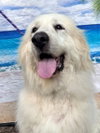 Boaz, bonded with Layla