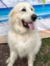 Boaz, bonded with Layla