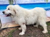 Boaz, bonded with Layla