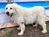 Boaz, bonded with Layla