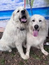 Boaz, bonded with Layla