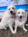 Boaz, bonded with Layla