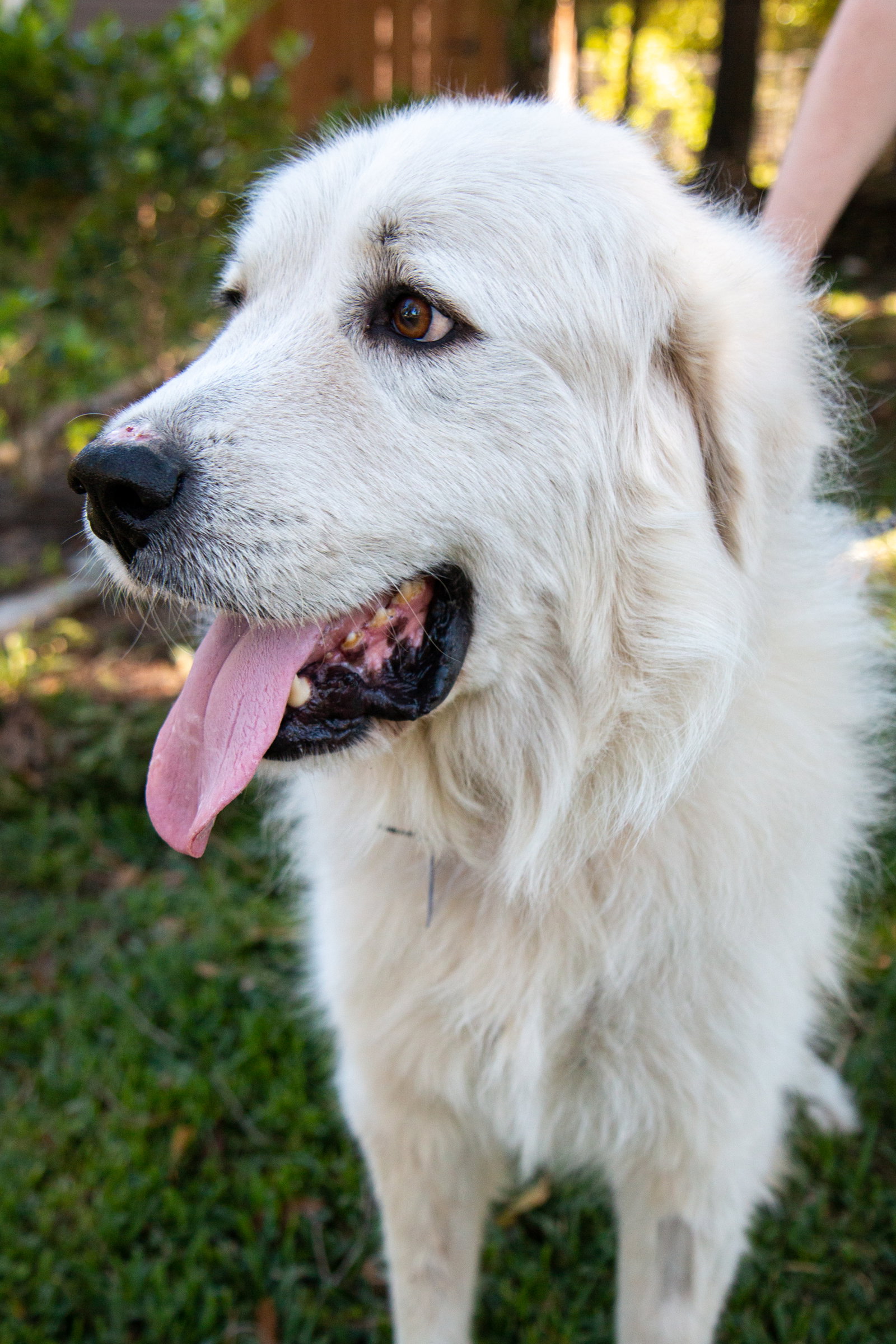 Boaz, bonded with Layla, photo 13