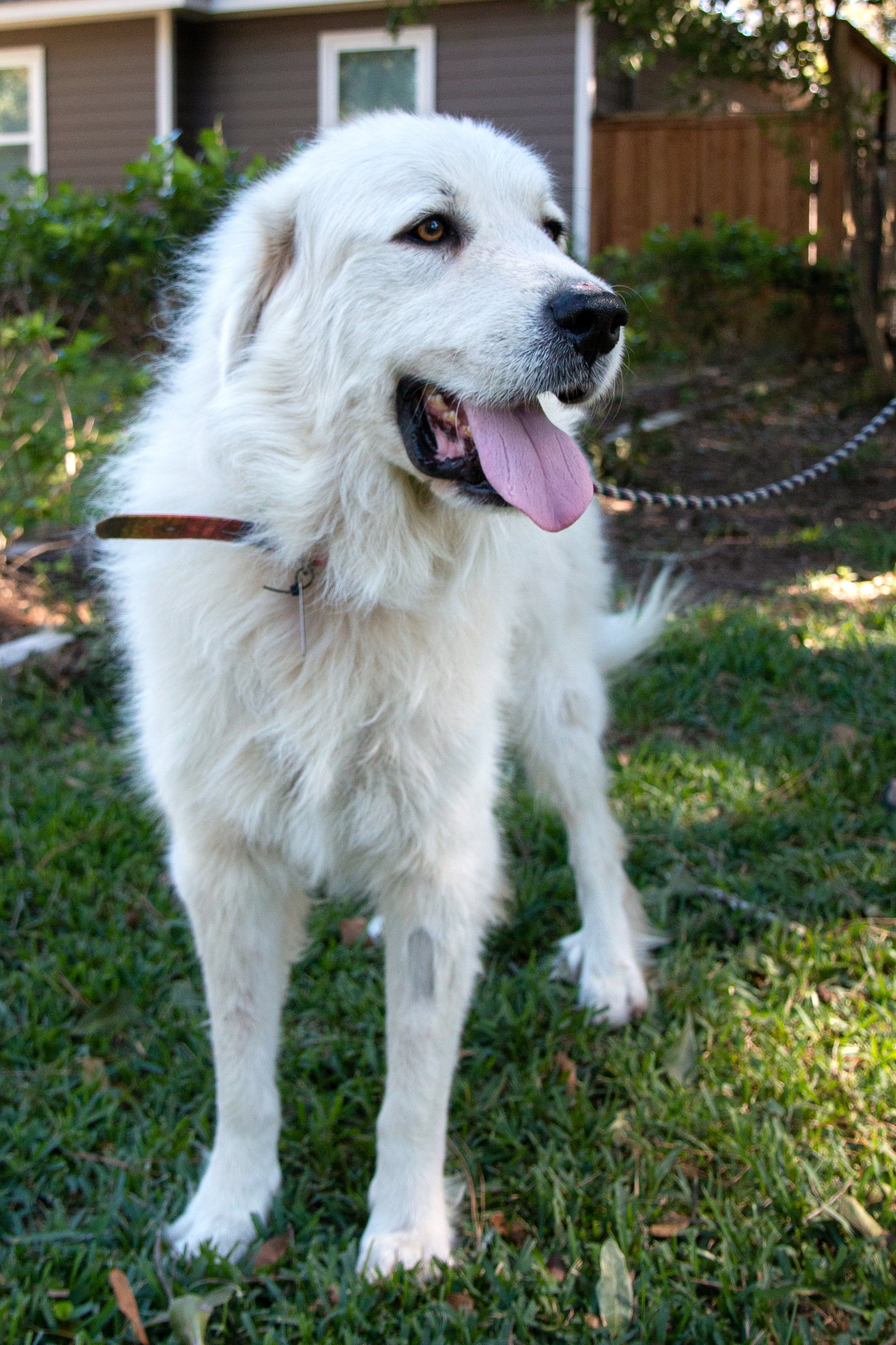 Boaz, bonded with Layla, photo 12