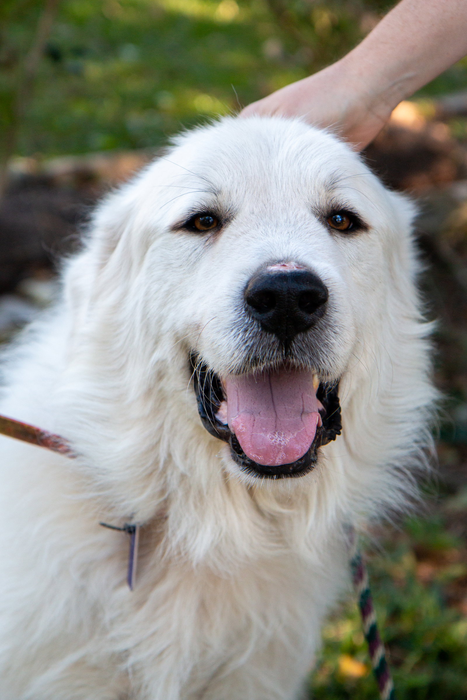 Boaz, bonded with Layla, photo 17
