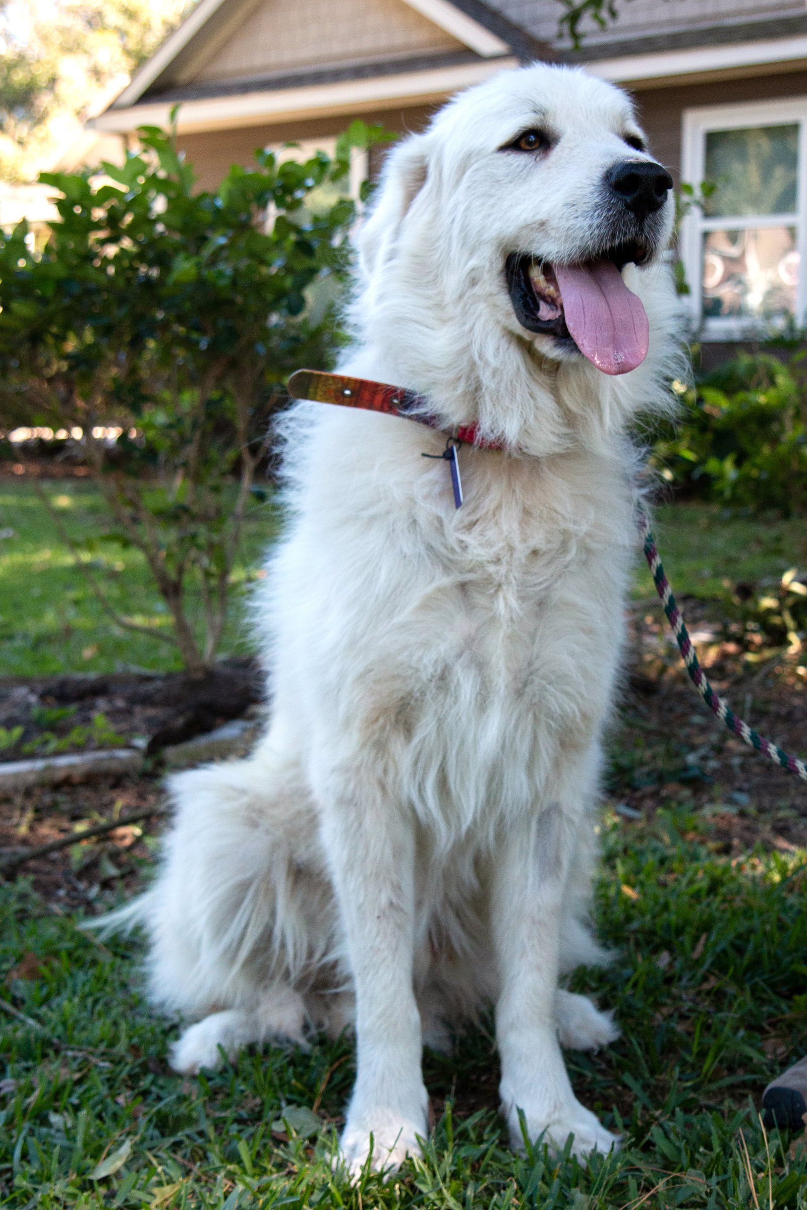 Boaz, bonded with Layla, photo 11