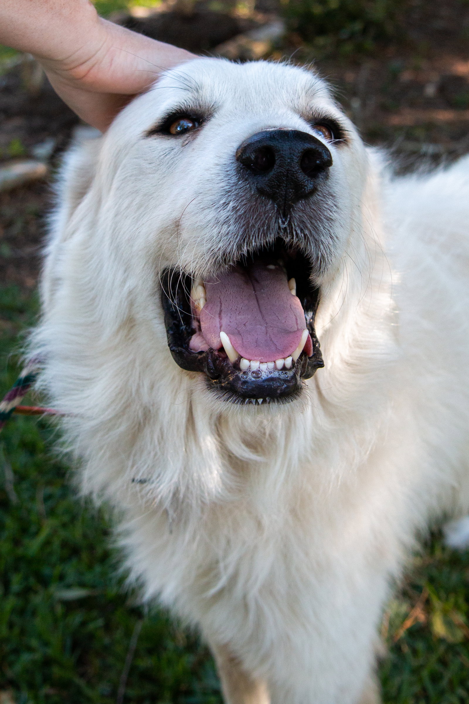 Boaz, bonded with Layla, photo 18