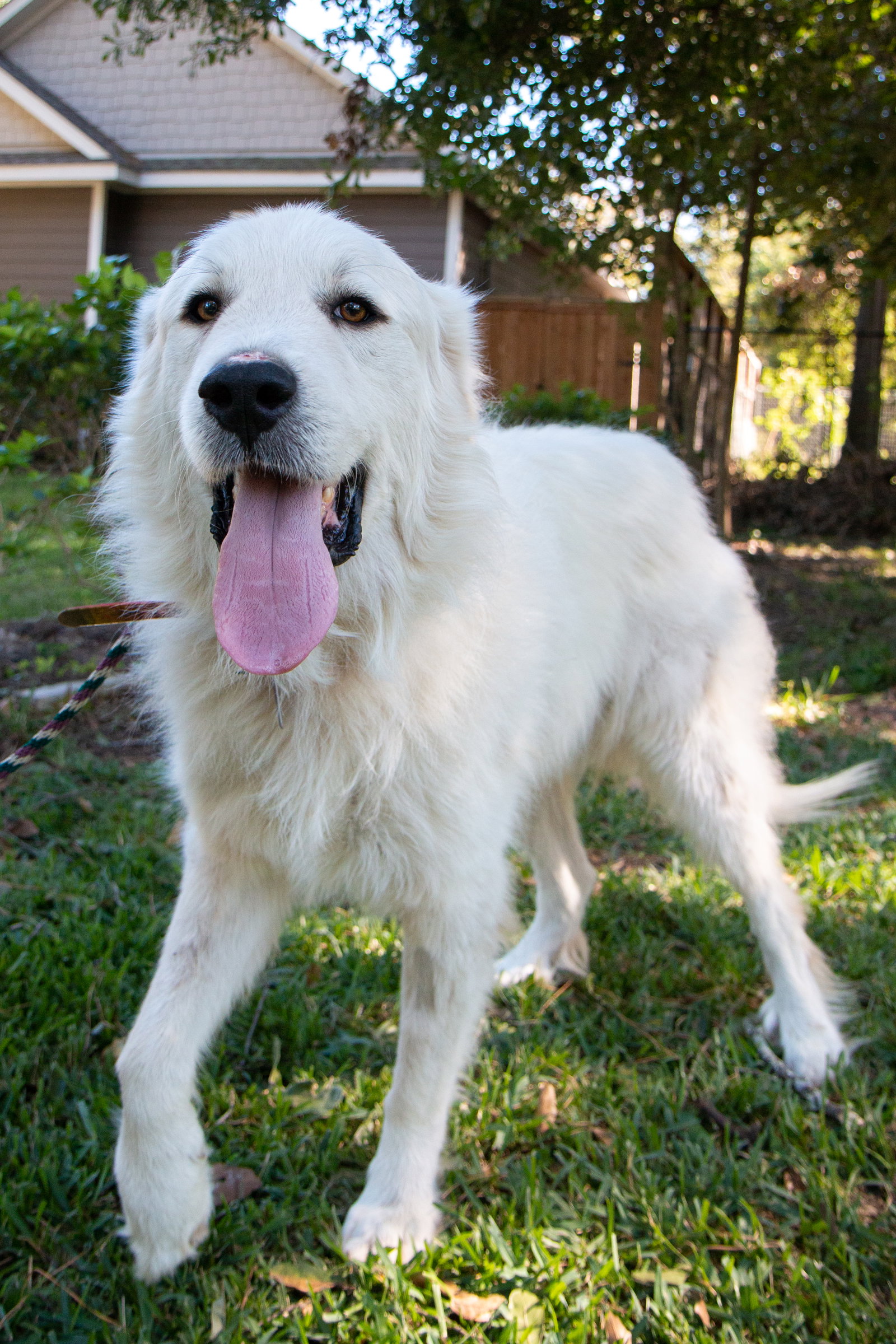 Boaz, bonded with Layla, photo 14