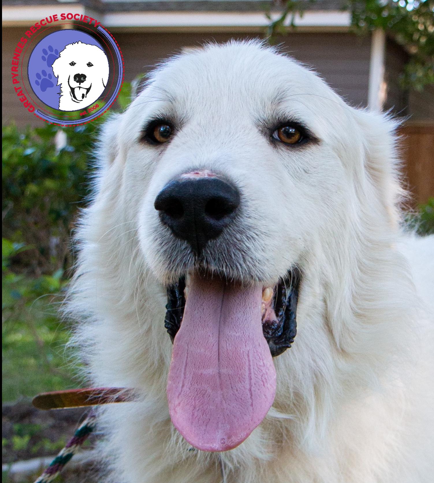 Boaz, bonded with Layla, photo 10