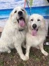 Layla, bonded with Boaz