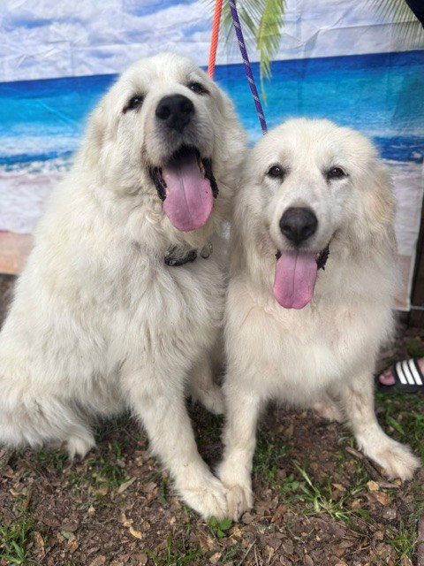 Layla, bonded with Boaz photo 7
