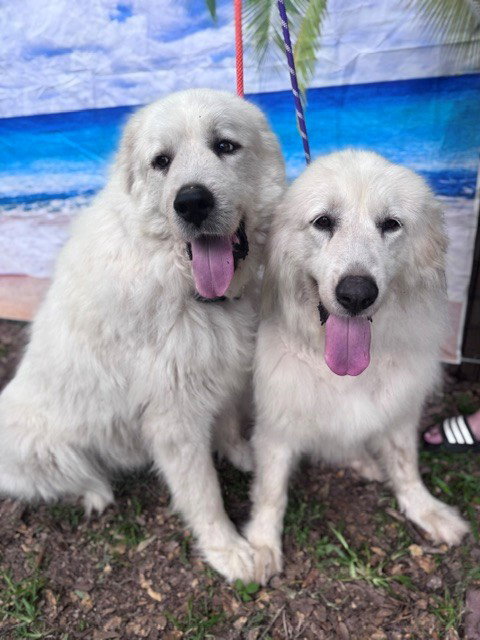 Layla, bonded with Boaz photo 8