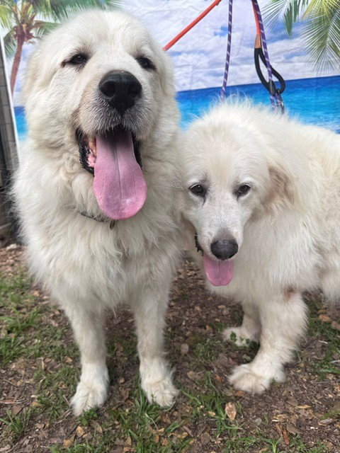 Layla, bonded with Boaz, photo 10