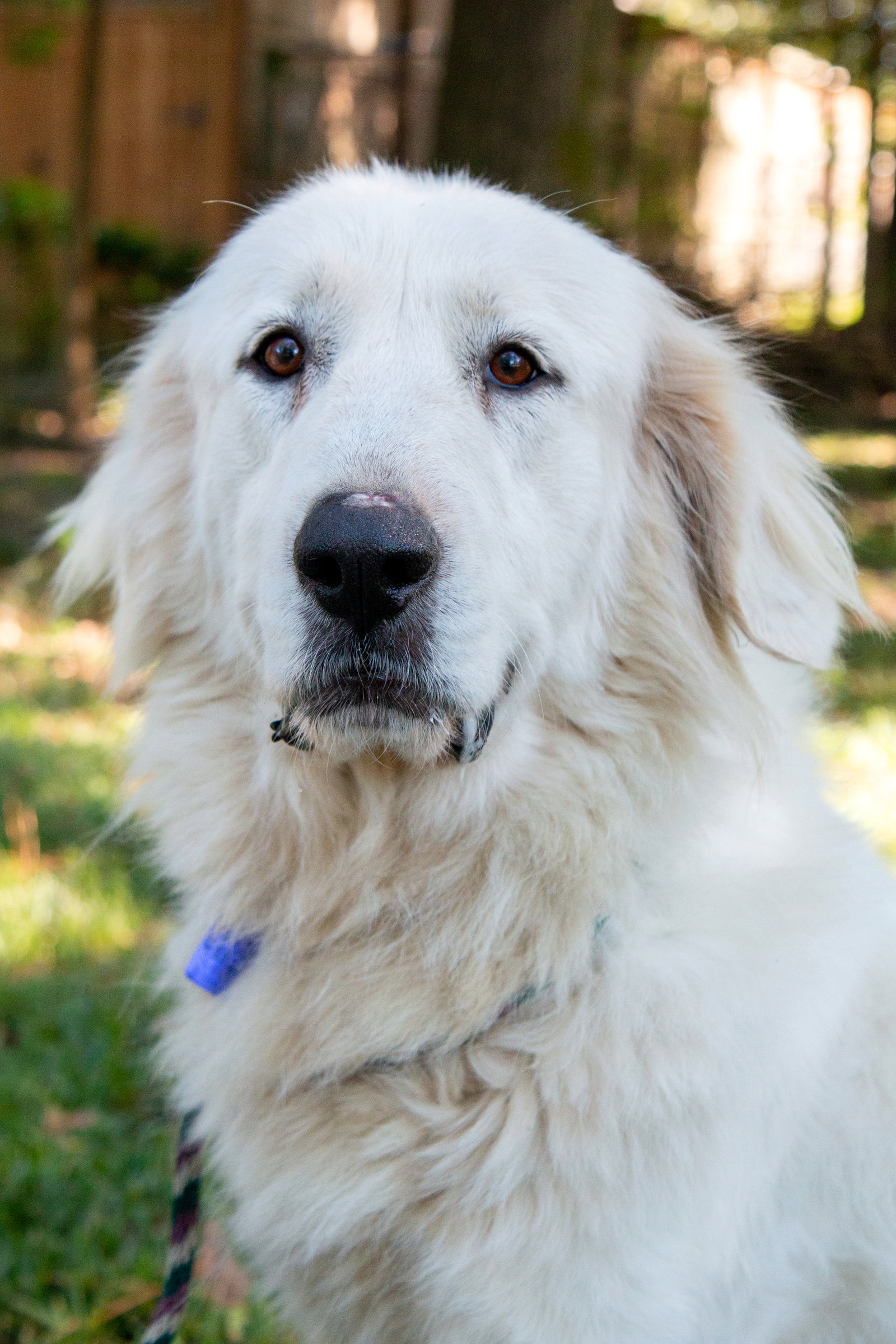 Layla, bonded with Boaz, photo 13