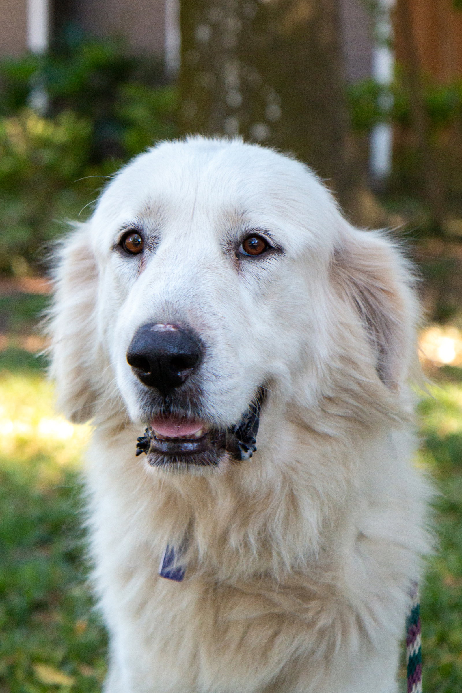 Layla, bonded with Boaz, photo 15