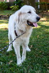 Layla, bonded with Boaz