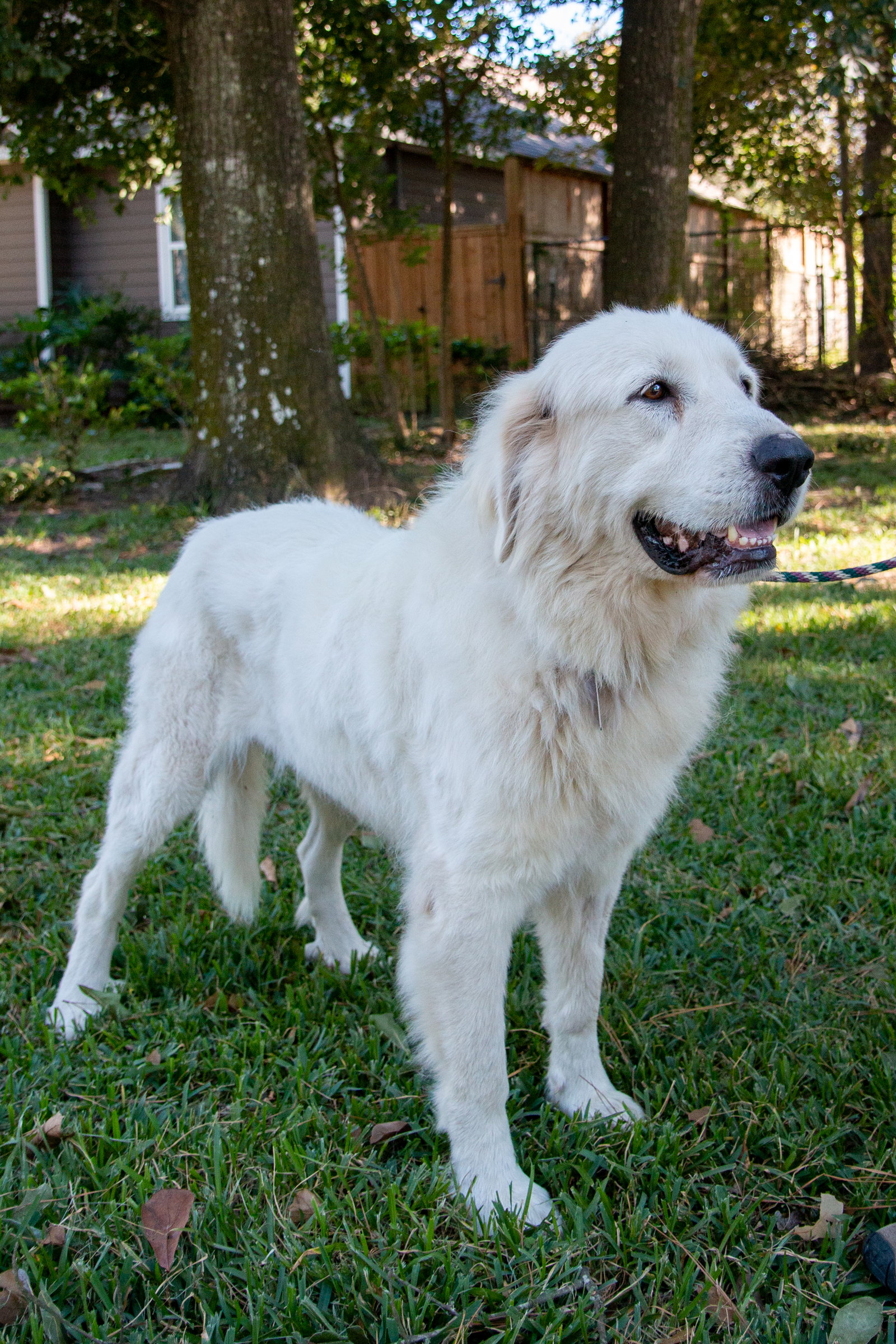 Layla, bonded with Boaz, photo 12