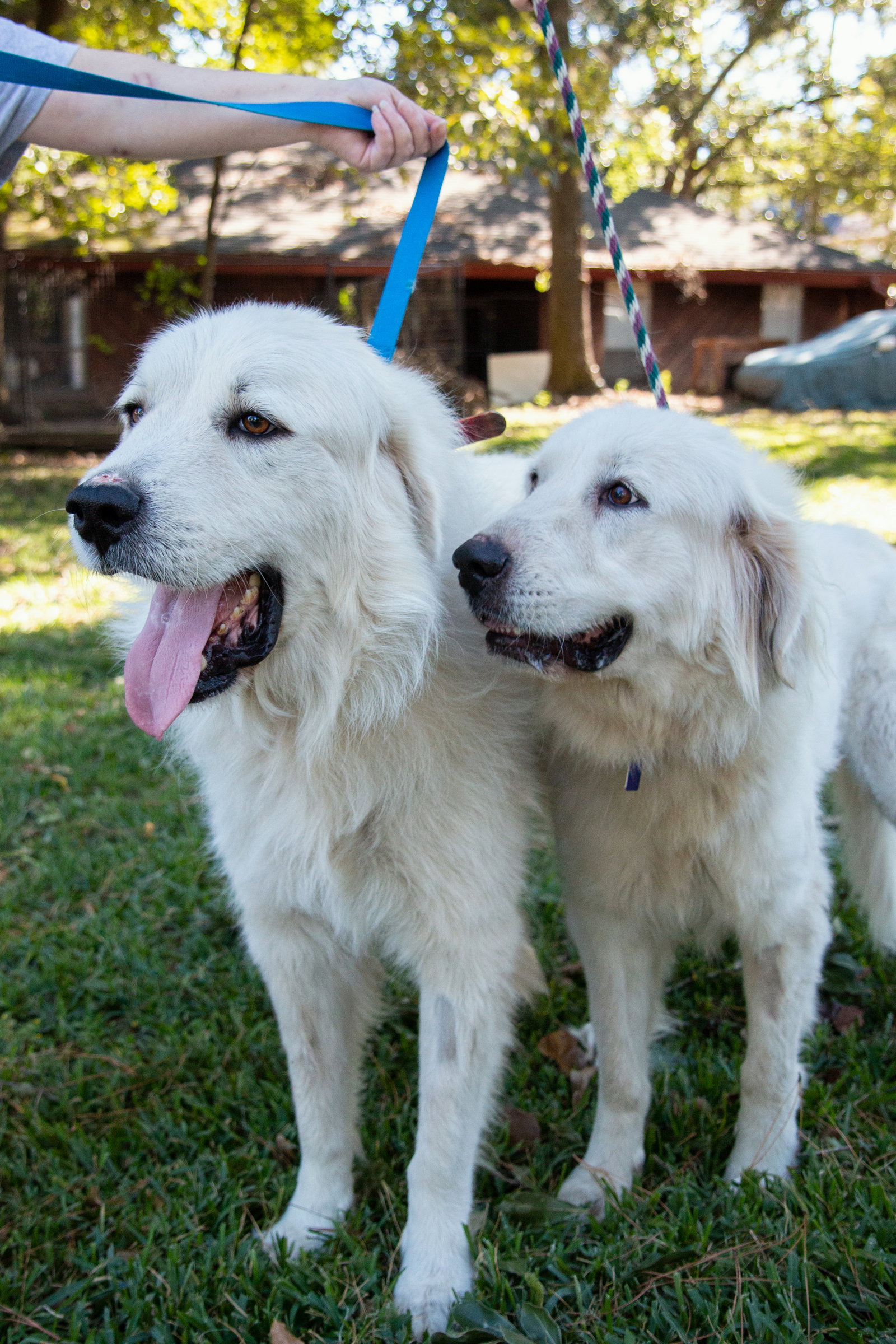 Layla, bonded with Boaz, photo 16