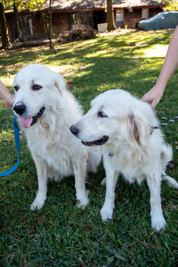 Layla, bonded with Boaz