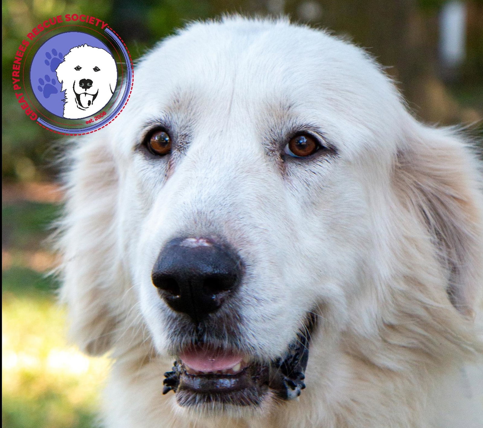 Layla, bonded with Boaz, photo 11