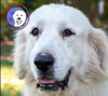 Layla, bonded with Boaz