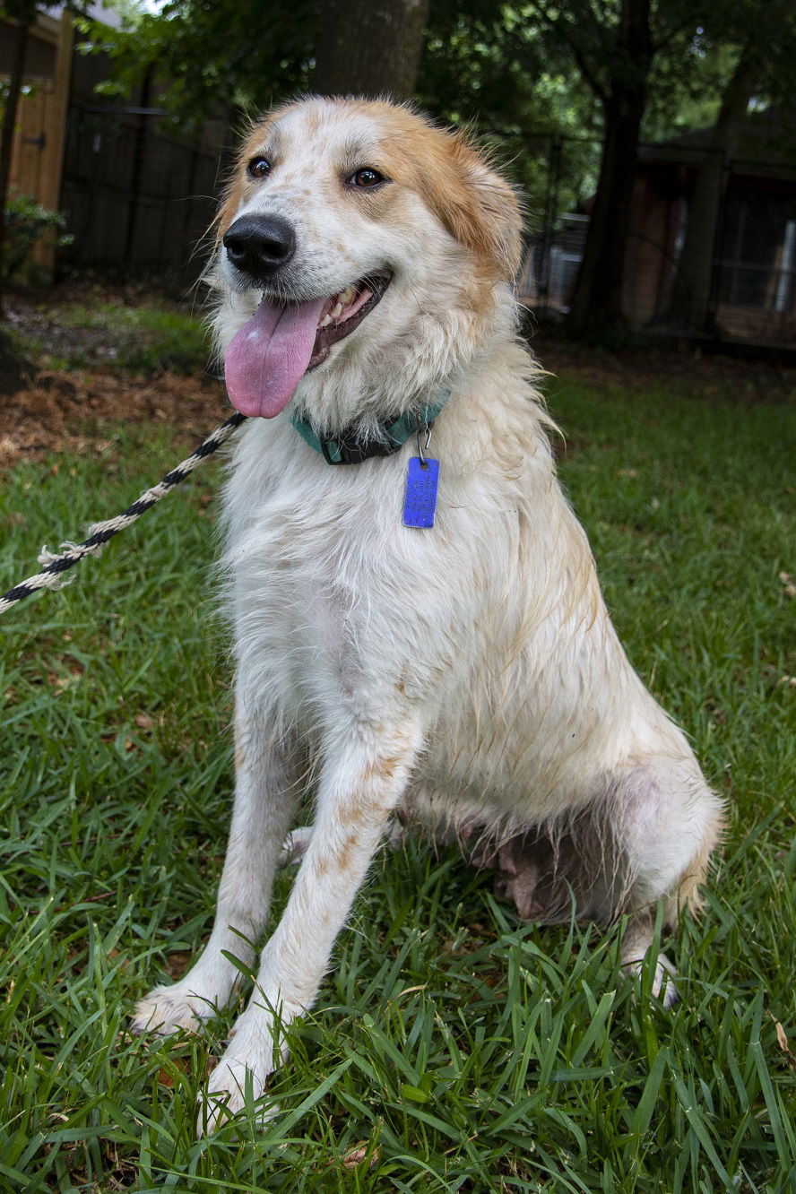 Great pyrenees australian cattle best sale dog mix