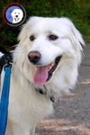 Tessie