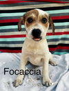 Focaccia