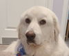 Charlie, bonded with Rose