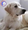 Rose, bonded with Charlie