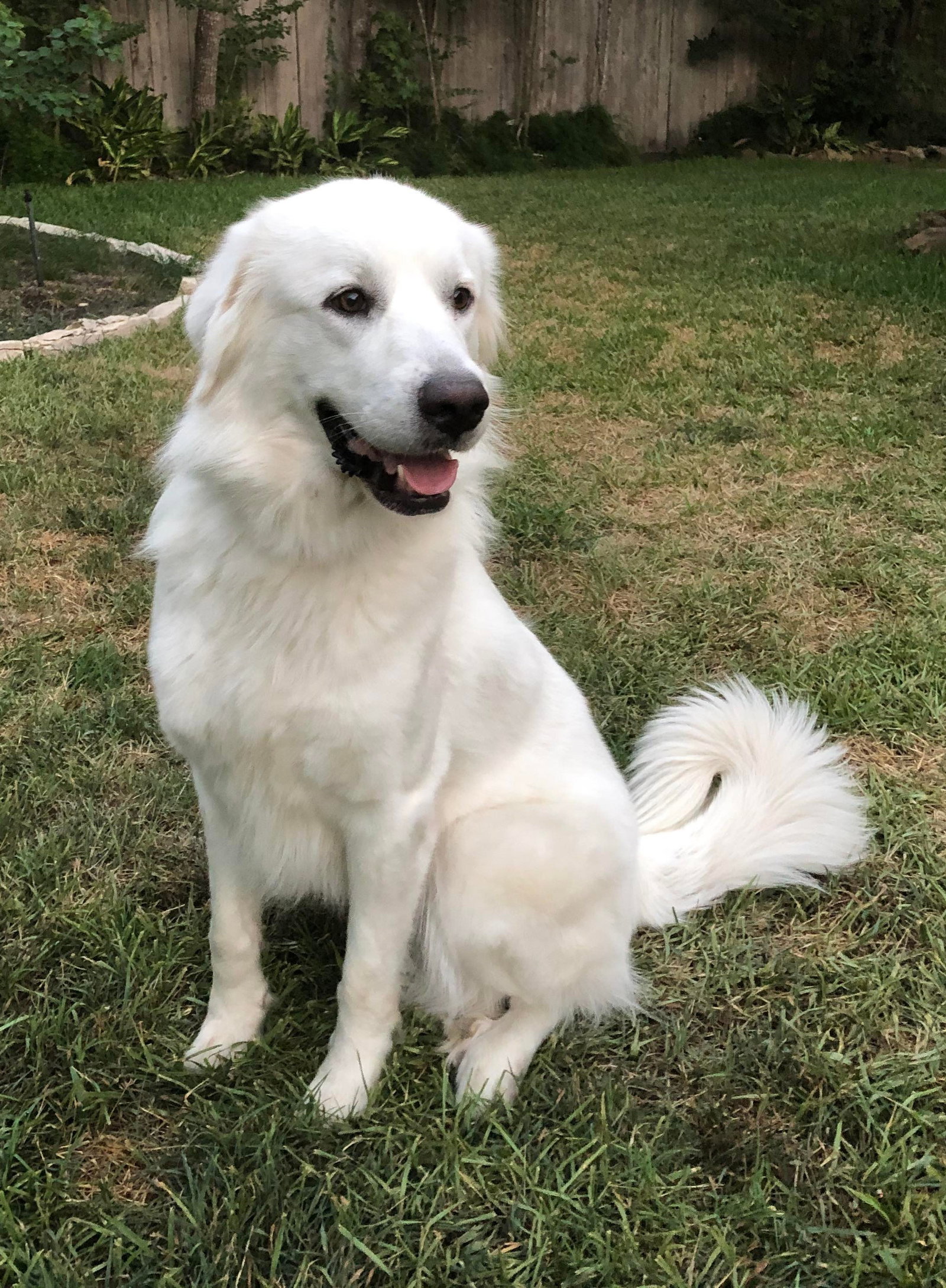 Dog for Adoption Iceland, a Great Pyrenees in Fulshear, TX Alpha Paw