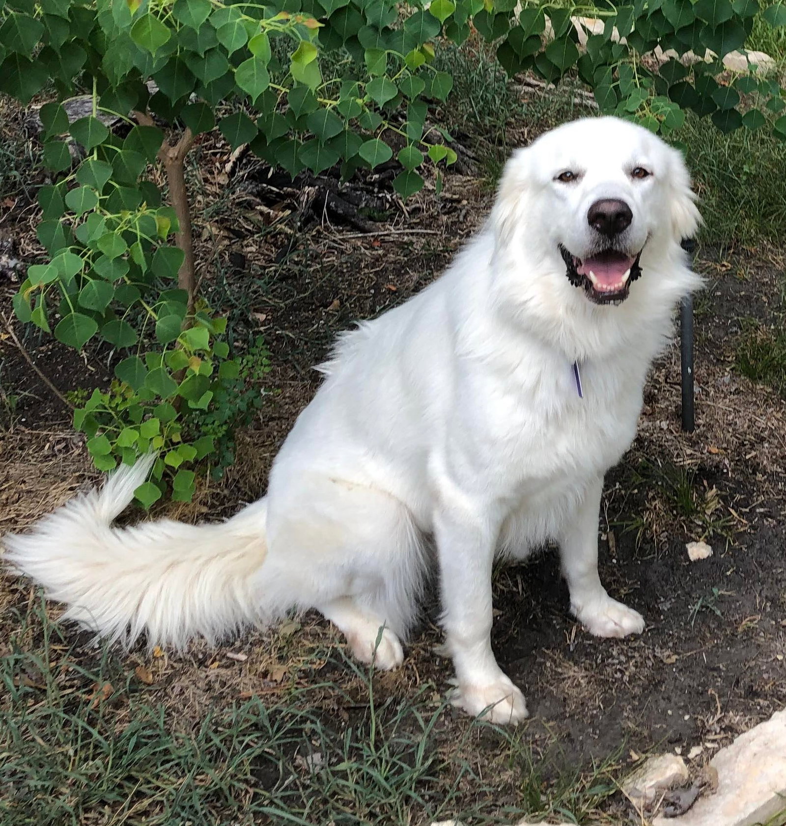 Dog for Adoption Iceland, a Great Pyrenees in Fulshear, TX Alpha Paw