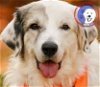 adoptable Dog in beaverton, OR named Marcia