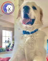 Brody
