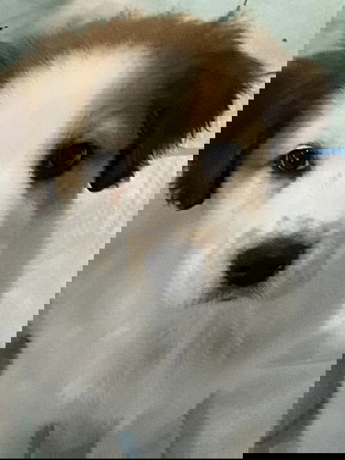 Boe