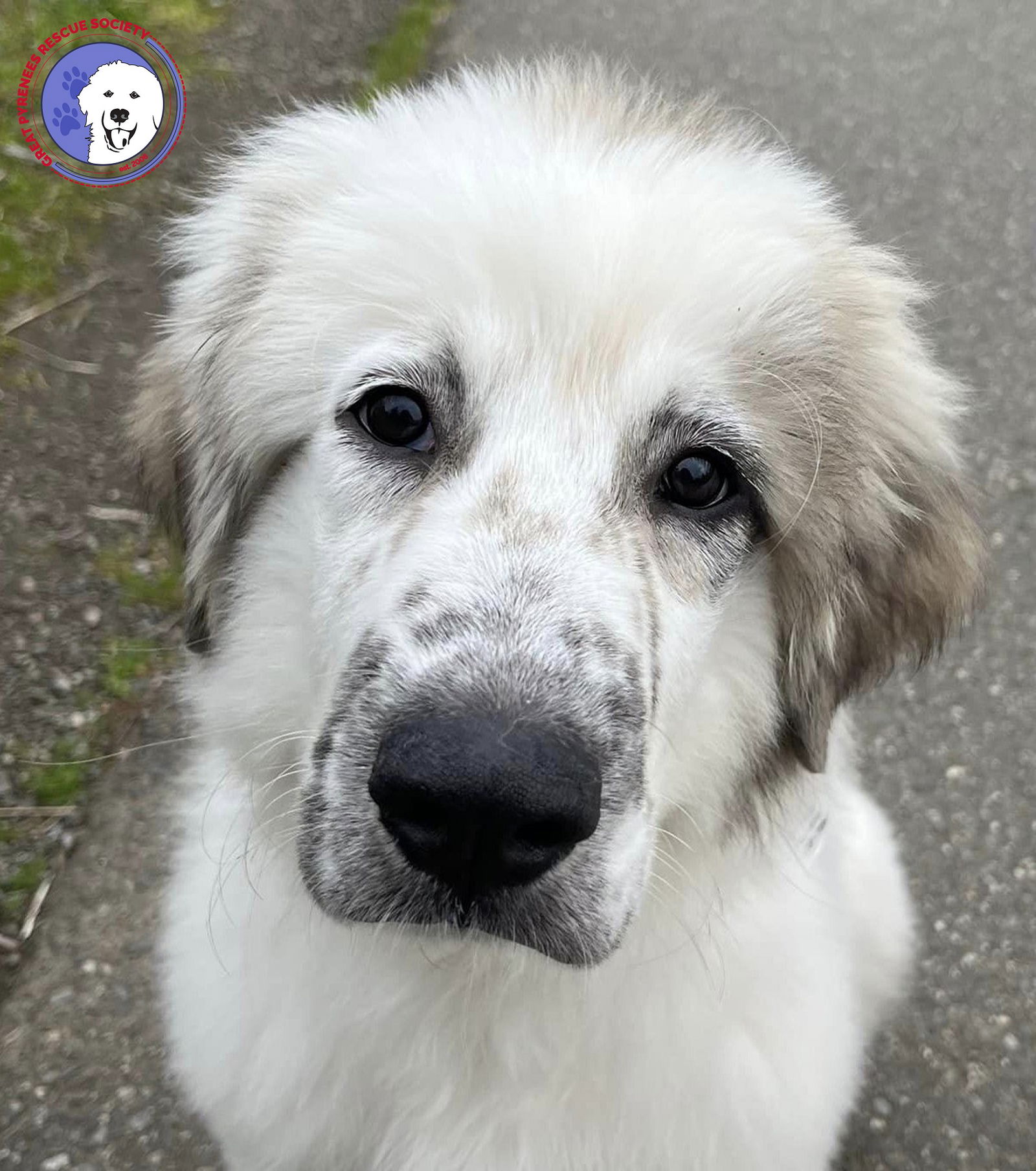 adoptable Dog in Bremerton, WA named Chispita
