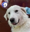 adoptable Dog in magnolia, TX named Shep