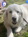 Sadie