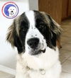 Greta