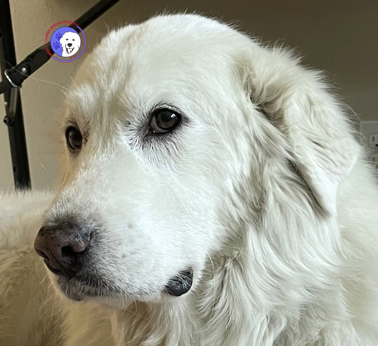Lumi bonded with Balou
