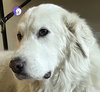 Lumi bonded with Balou