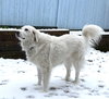 Lumi bonded with Balou