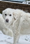 Lumi bonded with Balou