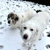 Lumi bonded with Balou