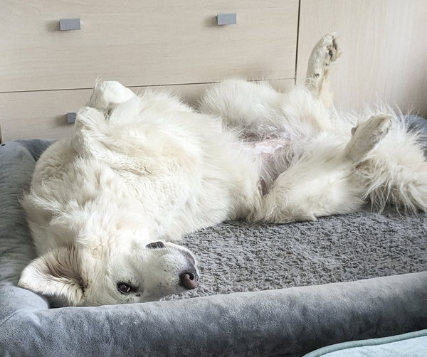 Lumi bonded with Balou
