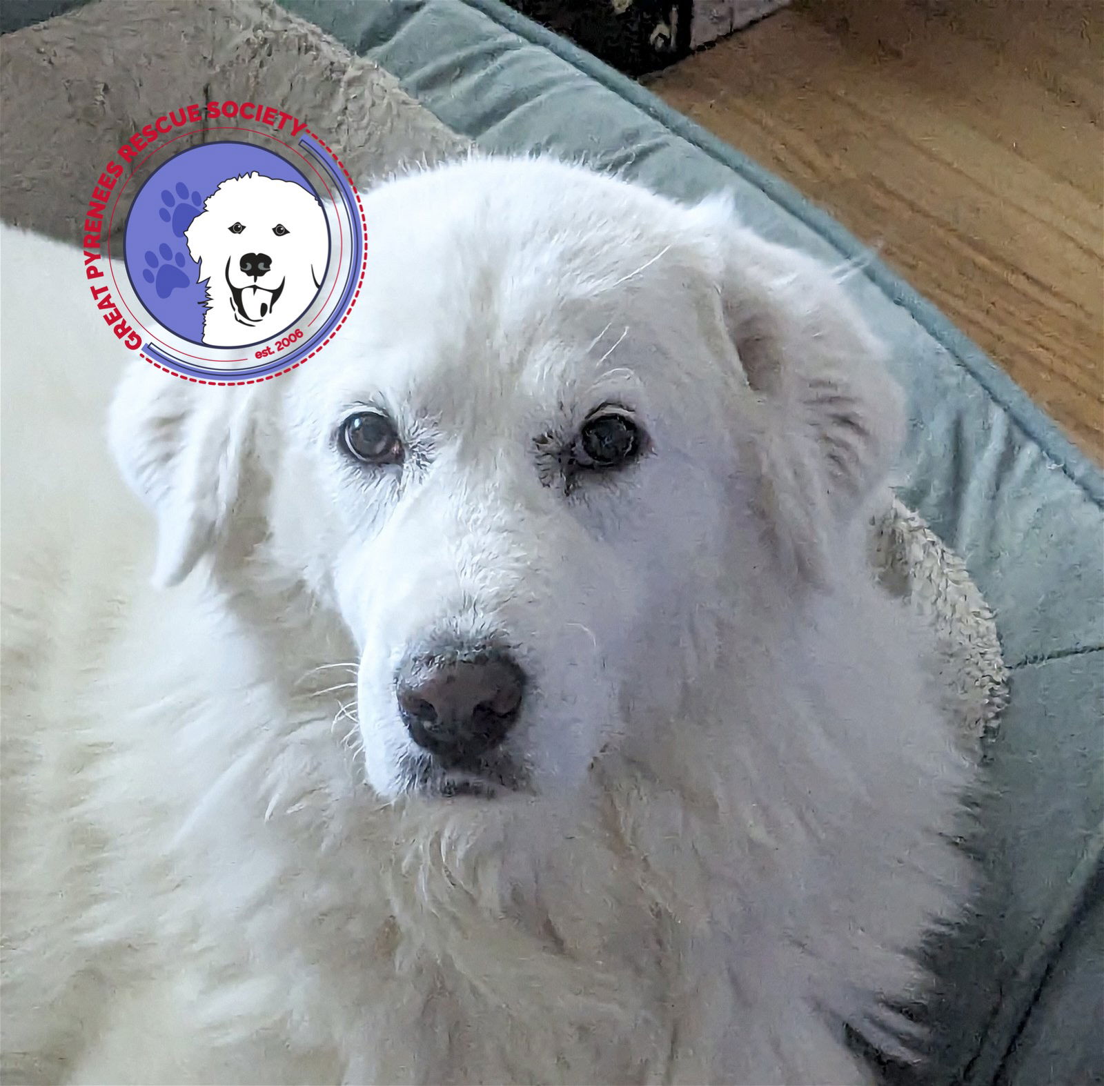 Best dog bed outlet for great pyrenees