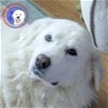 adoptable Dog in denton, TX named Lumi