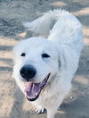 Concho