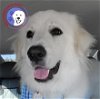 adoptable Dog in  named Sulas
